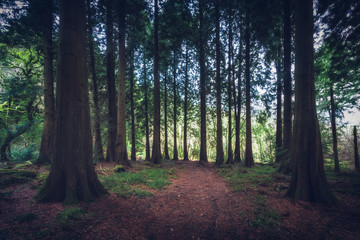 Fototapeta premium Idless woods in cornwall england UK. Deep dark wood forest