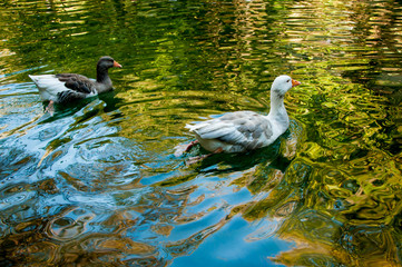 Two domestic geese in a pond