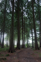 Idless woods in cornwall england UK. Deep dark wood forest