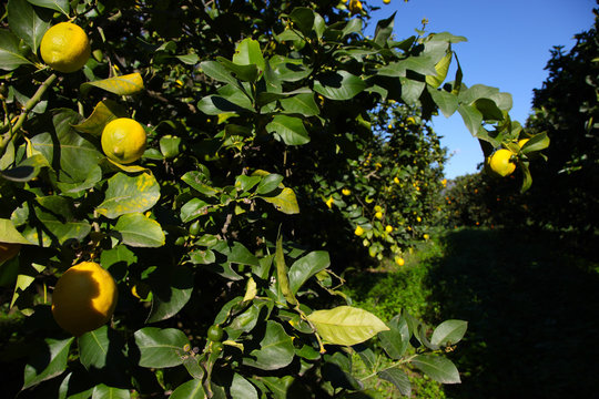 LIMONI