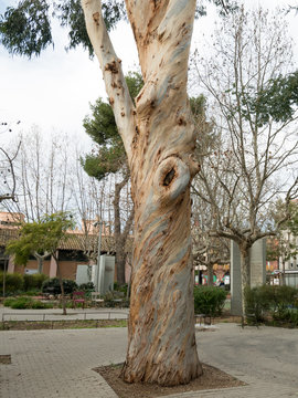 Eukaliptus gałkowy, Eucalyptus globulus