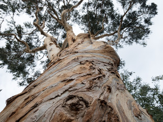 Eukaliptus gałkowy, Eucalyptus globulus © Malgorzata
