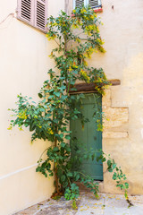 with climbing plants overgrown door in Provence