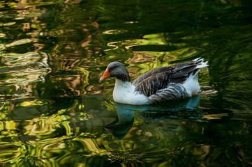 gray domestic goose in a pond