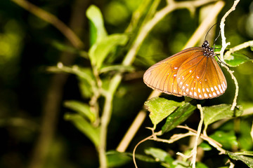 A butterfly hangs from a branch, it's Golden wings point to the copy space to the left.