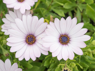 Osteospermum flowers in the garden, African daisy.