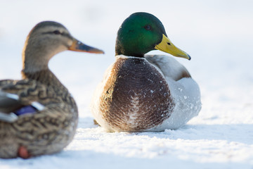 Pair of Mallard ducks resting on the snow covered frozen lake