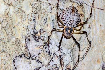 A spider guards it's eggs that are secreted in a hole in the white bark of a tree. Copy space to the right.