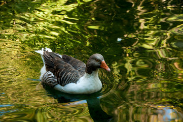 gray domestic goose in a pond