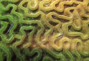 Brain Coral Macro