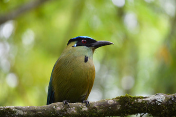 Blue crowned motmot bird in the forest close to Salento town in Colombia