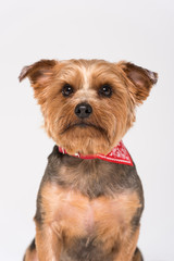 A yorkshire terrier dog,  isolated on a white seamless wall in a photo studio.