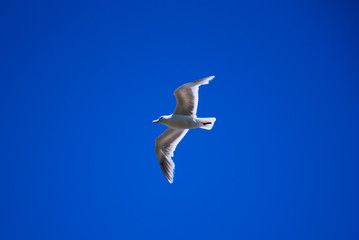 Free spirit