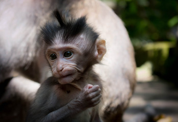 Monkey macaque ape baby in ubud bali Indonesia eating a cookie