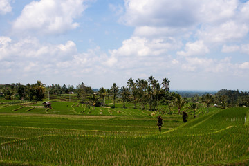 Fototapeta na wymiar Indonesia Jatiluwih rice fields green terraces landscape panorama