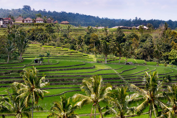 Indonesia Jatiluwih rice fields green terraces landscape panorama
