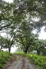 Fototapeta na wymiar Park with green areas in Mexico