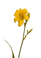 Fototapeta premium Yellow Daylily (hemerocallis) sort 