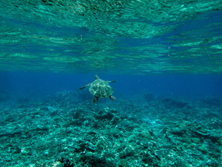Gili Meno Indonesia turtle swimming underwater