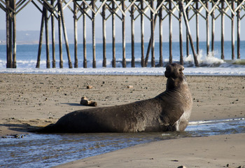 Elephant seal and pier