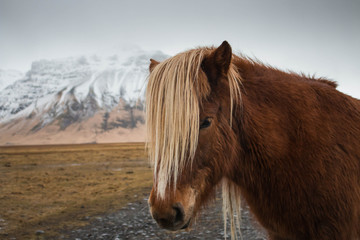 Iceland horse pony white mane brown fur closeup  - 132770206