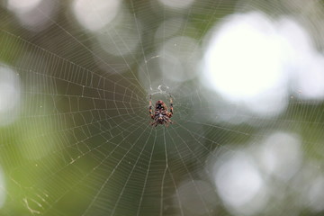 Spider In Middle of a Large Web 
