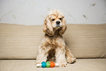 Young American cocker spaniel sitting on a beige sofa. Interior living room. Dog with a toy.