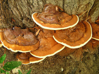 Ganoderma applanatum bracket fungus conks on willow tree trunk