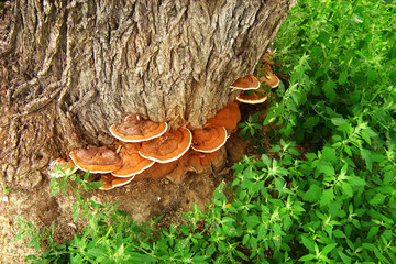 Ganoderma applanatum bracket fungus conks on willow tree trunk - obrazy, fototapety, plakaty