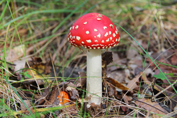 Red agaric mushroom growing in the grass.