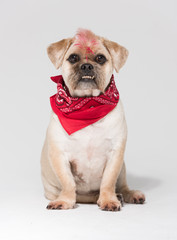 A Pug cross jack russell terrier dog, isolated on a white seamless wall in a photo studio.