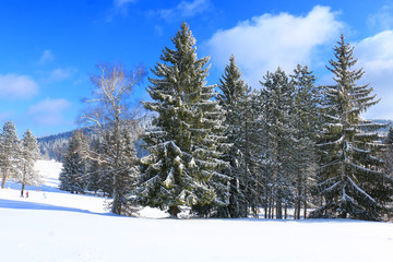 Mitrovac plateau at Tara mountain and national park, west Serbia