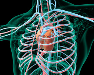 Sistema cardiovascolare ricostruzione 3d