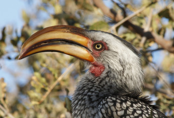 Horn Bill Closeup