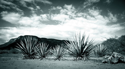 Tequila Landscape - obrazy, fototapety, plakaty