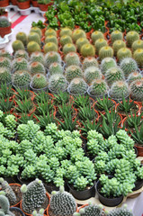 Fototapeta premium Group of small cactus in the pot