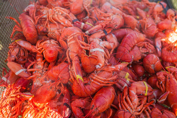 Lots of red boiled crawfish. Food lobster festival
