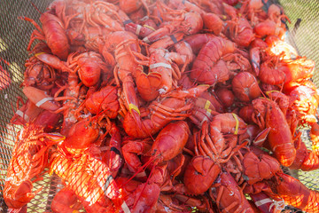 Freshly boiled lobsters. Food lobster festival