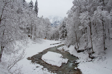 Cold river between trees near Partnach Gorge in winter time. Garmisch-Partenkirchen. Germany.