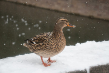 Duck close up in winter time. Side view.