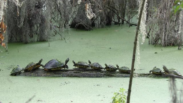 Aquatic Turtles called Florida Cooter basking on a log