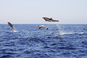 Fototapeta na wymiar Jumping Dolphins - Galapagos - Ecuador
