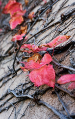 Color Leafs