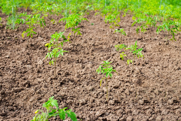 Fertile soul with a young tomato sprouts - selective focus