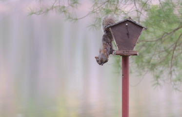 Pecluliar female specimen of common Black, grey squirrel as she shows off acrobatic ability to hang from a bird feeder using her back feet to grip, all the while feeding on sunflower seeds.