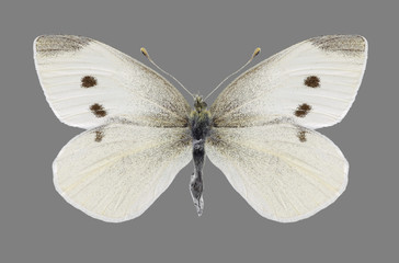 Butterfly Pieris rapae on a gray background