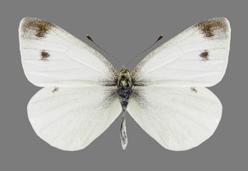 Butterfly Pieris ergane on a gray background