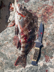 A spear fished Redlip Morwong fish, next to a knife, on a rock on a western australian beach. The fish is being prepared for cooking.