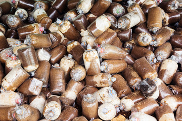 Mushroom cultivation in soil and sawdust in plastic bag