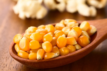 Yellow raw popcorn kernels on wooden spoon with salted popped popcorn in the back, photographed with natural light (Selective Focus, Focus one third into the kernels)